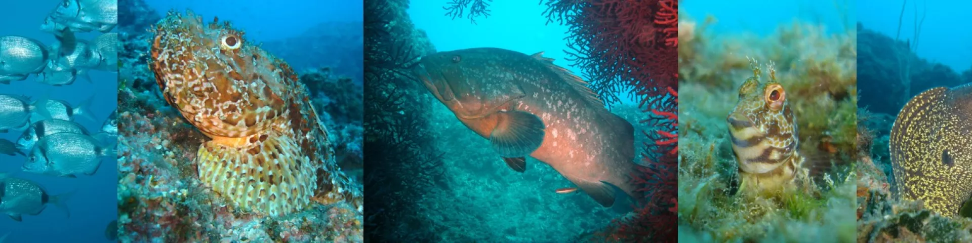 Fish in Mediterranean waters