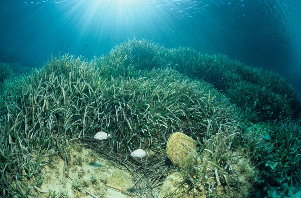 Posidonia meadow